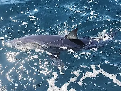Shark beside the boat.